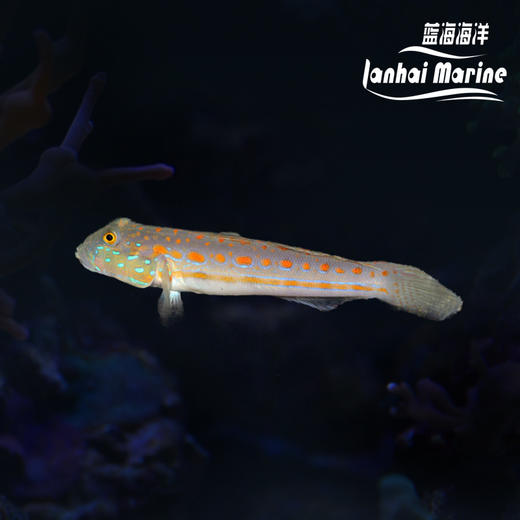 钻石哨兵 商品图0