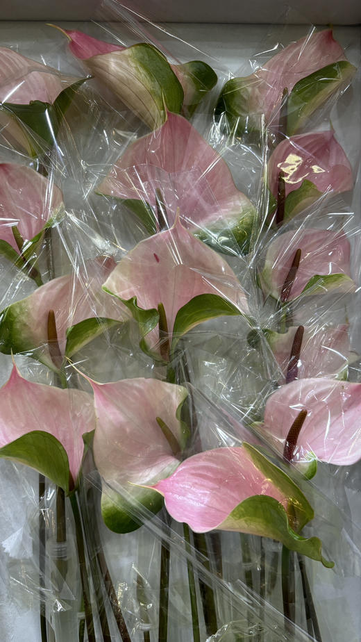 【彩掌】 菲斯帝诺（阿莱罗） 单枝 商品图4