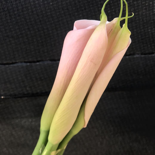 马蹄莲.火烈鸟 商品图2