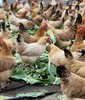 【农场直邮】散养老母鸡两只装丨每只1kg±（黄山） 商品缩略图2
