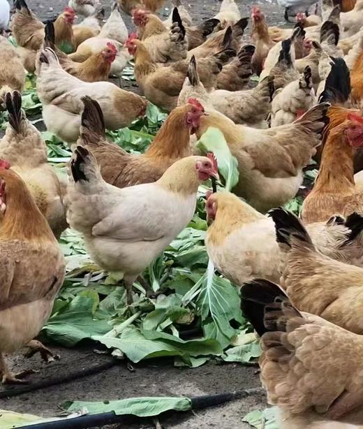 【农场直邮】散养老母鸡两只装丨每只1kg±（黄山） 商品图2