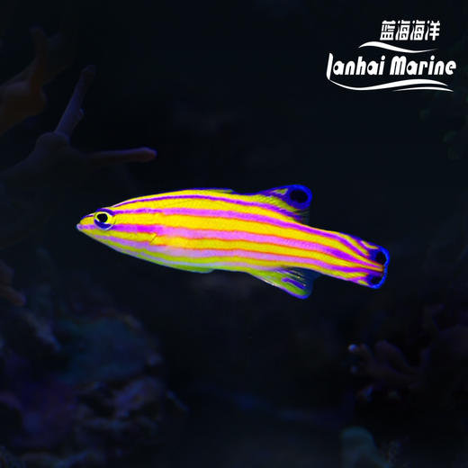 美国甜心狐 商品图0