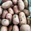 内蒙红皮土豆(900±50g) 商品缩略图1