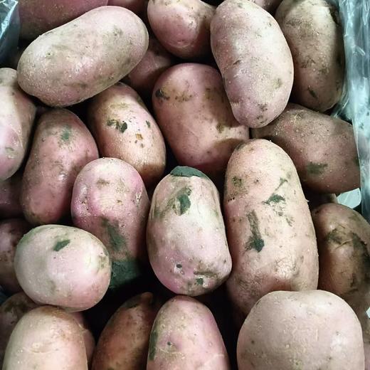 内蒙红皮土豆(900±50g) 商品图1