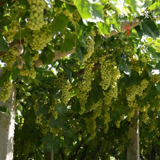 有机绿/红白/蓝宝石葡萄干（成都仓库-顺丰快递） | 多种规格，来自新新疆哈密，生产者：吴印康【合作生产，公平贸易】 商品图2