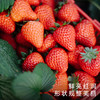 饱记白鹤红颜草莓350g*3盒装新鲜香甜可口果香浓郁礼盒水果 商品缩略图3