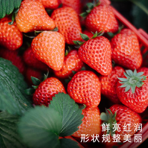 饱记白鹤红颜草莓350g*3盒装新鲜香甜可口果香浓郁礼盒水果 商品图3