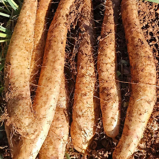 当季现挖【云南新鲜糯山药】辅食药食· 易煮易蒸可炖汤· 仅需10分钟可烂· 软糯香甜 5斤装 商品图2