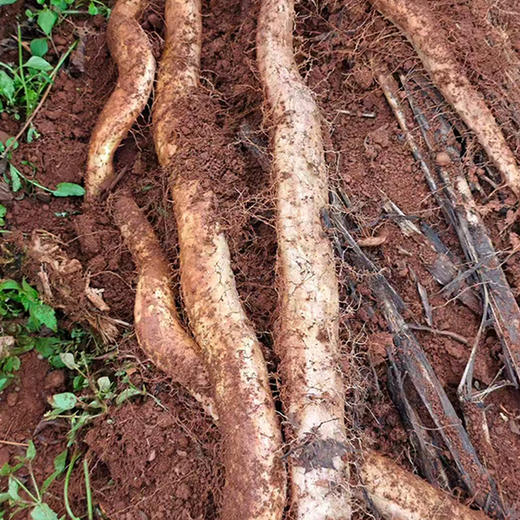 当季现挖【云南新鲜糯山药】辅食药食· 易煮易蒸可炖汤· 仅需10分钟可烂· 软糯香甜 5斤装 商品图1