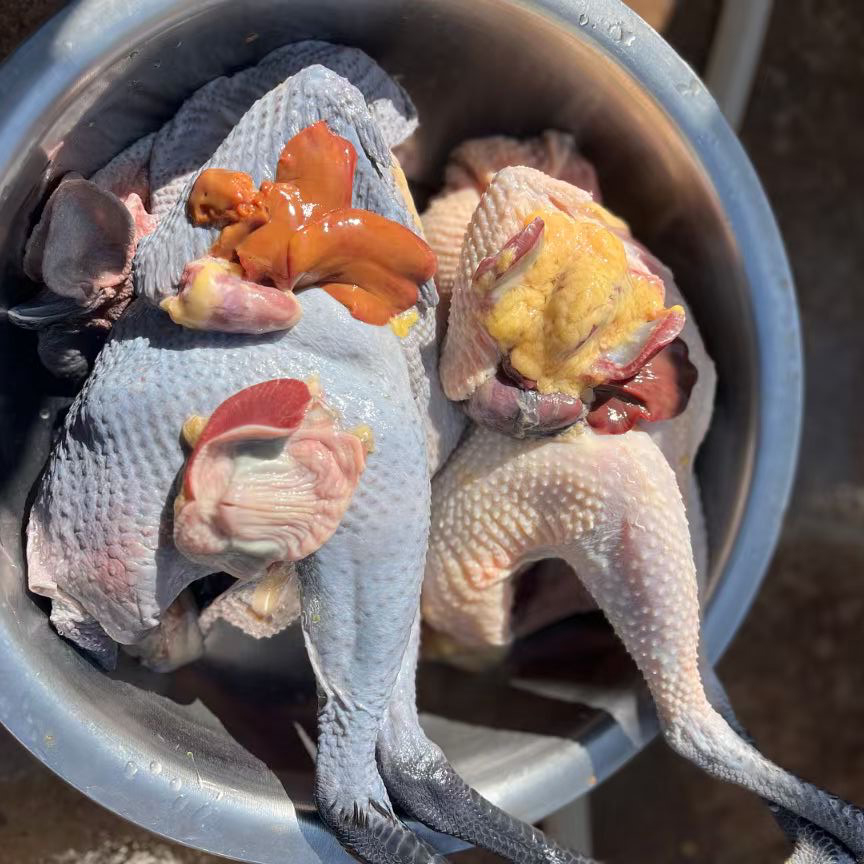 云南跑山鸡 ，下蛋老母鸡！土鸡蛋，高山散养240天以上！味道醇香，营养丰富