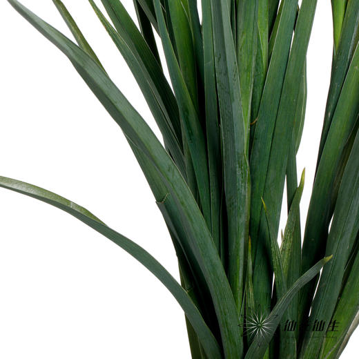 配花 | 带种球鸢尾紫 商品图1