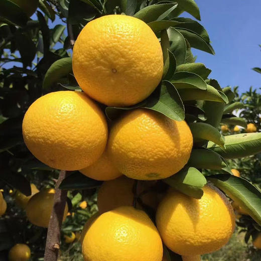 庆元金奖甜橘柚 同时拥有橘和柚的清香 甜而清口 商品图0