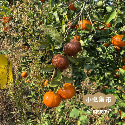 生态川陈皮（老树大红袍）100g/罐 | 合作农友生产，产自四川资中县 &【公平贸易农人定价】 商品图13