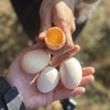 云南跑山鸡 ，下蛋老母鸡！土鸡蛋，高山散养240天以上！味道醇香，营养丰富 商品缩略图11