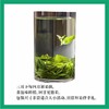 有机绿茶  映马云池 481恩施玉露和 90g【基地直发】 商品缩略图2