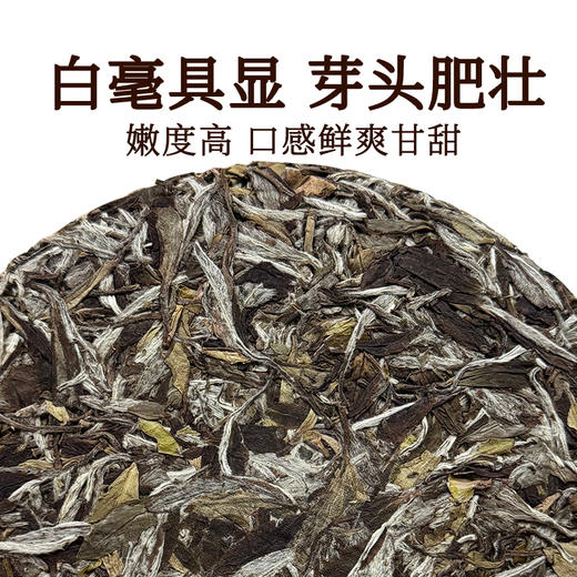 正宗福鼎白茶2021年白牡丹茶叶高山老白茶陈香蜜韵老白茶饼300克 商品图2