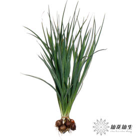 配花 | 带种球鸢尾紫