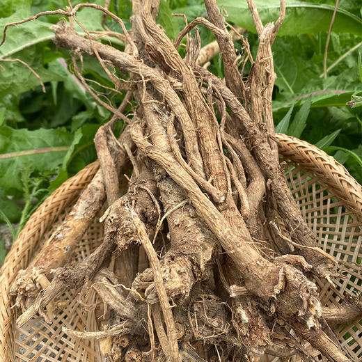 悦意 有机黄芪160g/罐  五年野生有机黄芪 人工采挖 商品图4