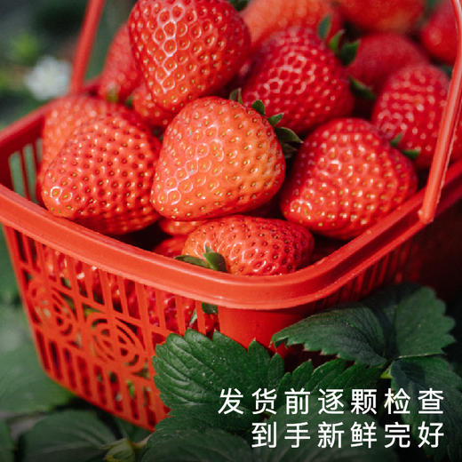 饱记白鹤红颜草莓350g*3盒装新鲜香甜可口果香浓郁礼盒水果 商品图1