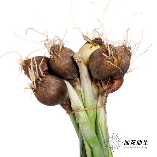 配花 | 带种球鸢尾紫 商品图2