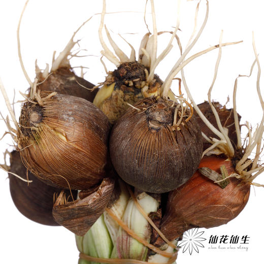 配花 | 带种球鸢尾紫 商品图3