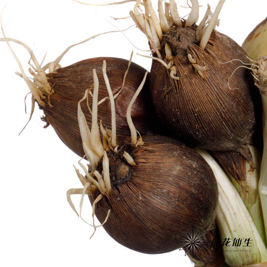 配花 | 带种球鸢尾紫 商品图4