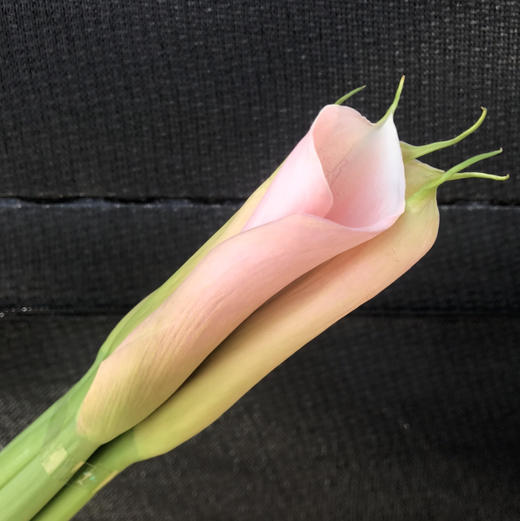 马蹄莲.火烈鸟 商品图1