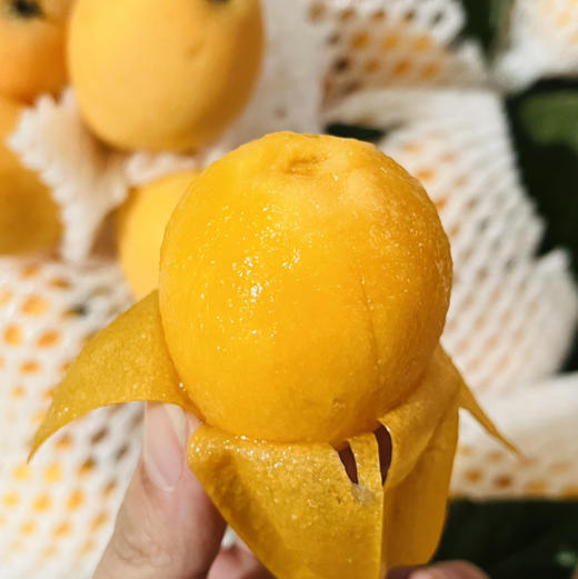 五角星枇杷 1件/12串约5斤  圆润清香 商品图5