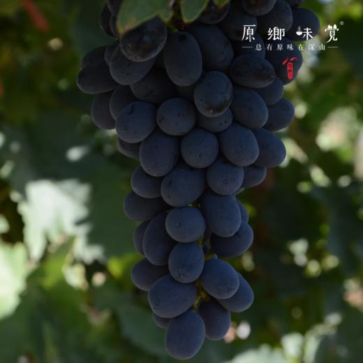 有机绿/红白/蓝宝石葡萄干（成都仓库-顺丰快递） | 多种规格，来自新新疆哈密，生产者：吴印康【合作生产，公平贸易】 商品图4