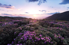 5月大凉山索玛花海7天：西昌邛海、美姑螺髻山、万亩索玛花（杜鹃花）、古里大峡谷、彝乡风情