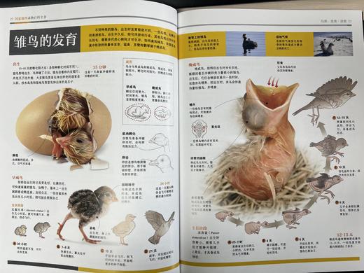 guo家地理动物百科全书（全20册）陪孩子看这套书，胜过去100次动物园 商品图12