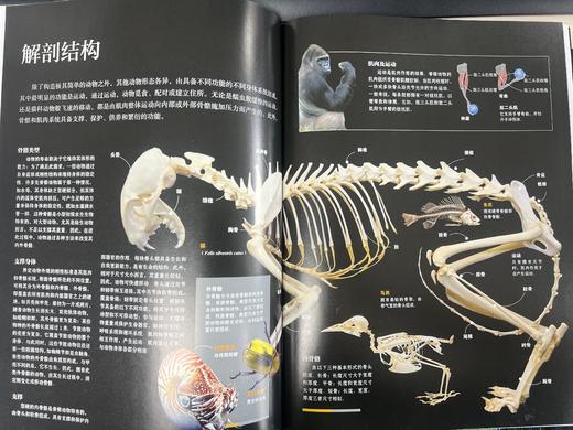 guo家地理动物百科全书（全20册）陪孩子看这套书，胜过去100次动物园 商品图13