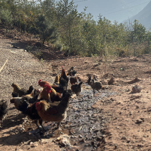 云南跑山鸡 ，下蛋老母鸡！土鸡蛋，高山散养240天以上！味道醇香，营养丰富 商品图3