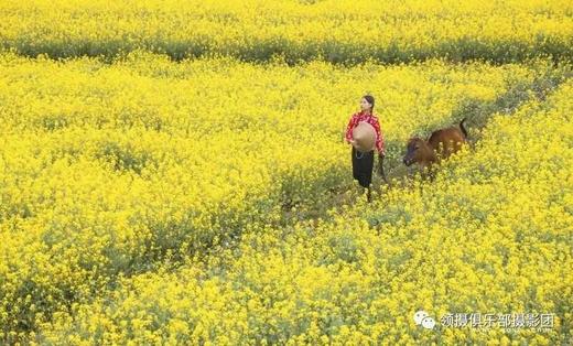 云南梨花寨、罗平油菜花、弥勒东风韵、元阳梯田、建水古城、宜良樱花8天摄影团 商品图8