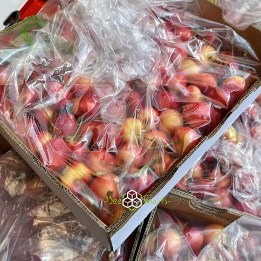 【斯凯拉蕾】高端金车（斯凯拉蕾）金车 黄车 车厘子，颜色红，口感脆甜，肉厚核小，颜值比较高！ 商品图5