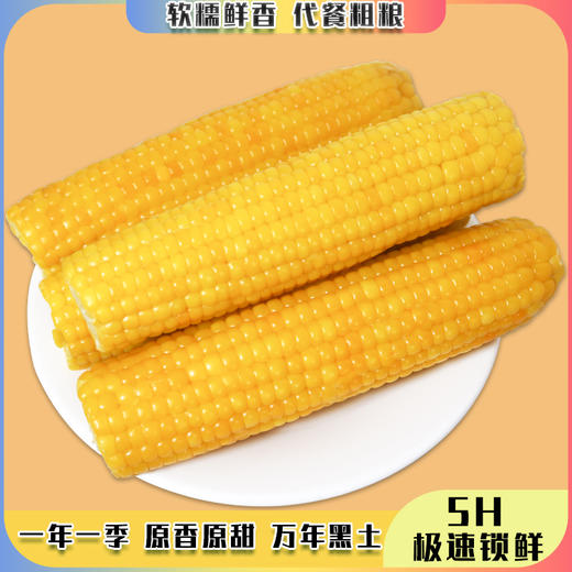 抢! 东北黄糯玉米 非转基因 东北黑土地种植 0农残0添加 自然香甜软糯 商品图4