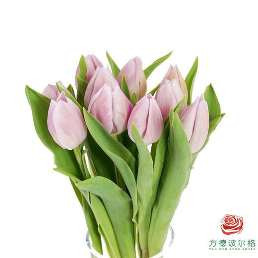 【单瓣郁金香】阿蒂仙 10枝一扎 商品图2