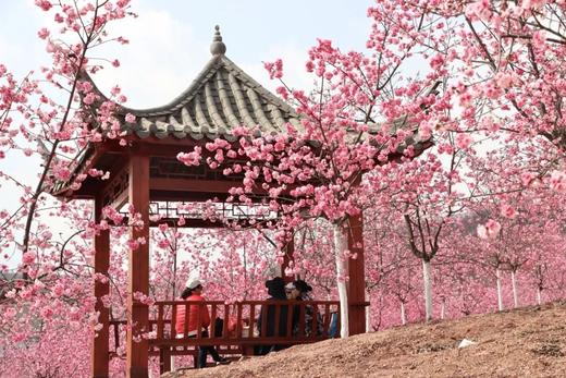 云南梨花寨、罗平油菜花、弥勒东风韵、元阳梯田、建水古城、宜良樱花8天摄影团 商品图9