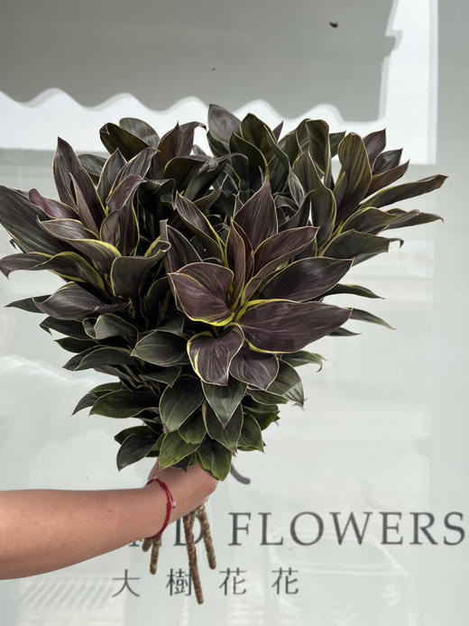 国产花材-【金边朱焦】 商品图1