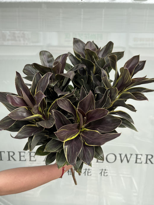 国产花材-【金边朱焦】 商品图0