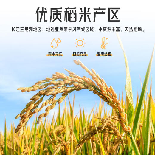 谷风香漫 胚芽鲜米1.8kg 商品图2