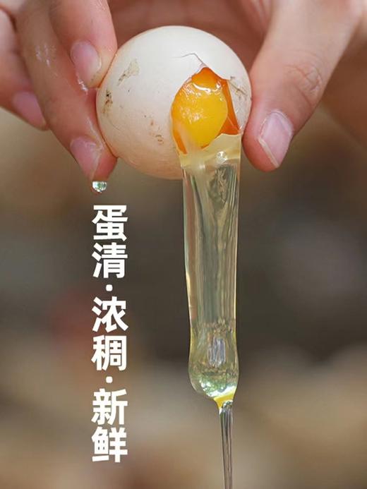 初生蛋40枚 商品图1