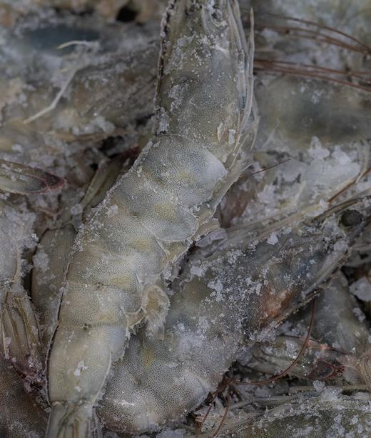 【真正的海捕大虾】青岛大虾 一周内捕捞  新鲜超甜！不同规格可选 商品图5