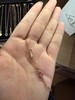 【情人节礼物】高版本四叶草项链女锁骨链轻奢经典款生日情人节礼物 商品缩略图5