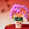 猫爪蝴蝶兰+芙蓉水仙｜新客福利 商品缩略图1