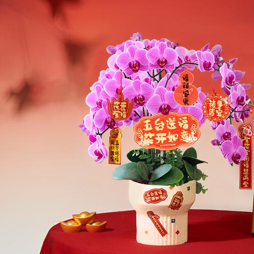 猫爪蝴蝶兰+芙蓉水仙｜新客福利 商品图1