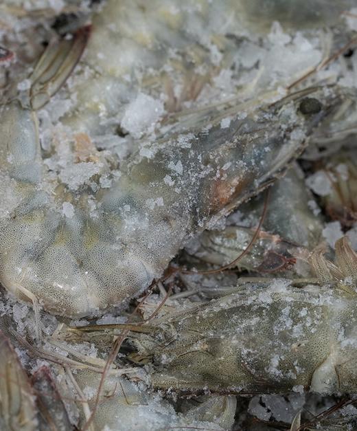 【真正的海捕大虾】青岛大虾 一周内捕捞  新鲜超甜！不同规格可选 商品图4