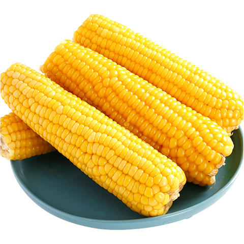 抢! 东北黄糯玉米 非转基因 东北黑土地种植 0农残0添加 自然香甜软糯 商品图9