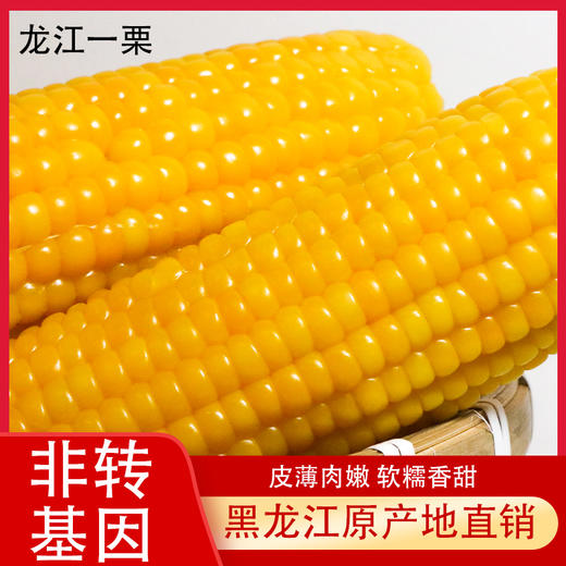 抢! 东北黄糯玉米 非转基因 东北黑土地种植 0农残0添加 自然香甜软糯 商品图1
