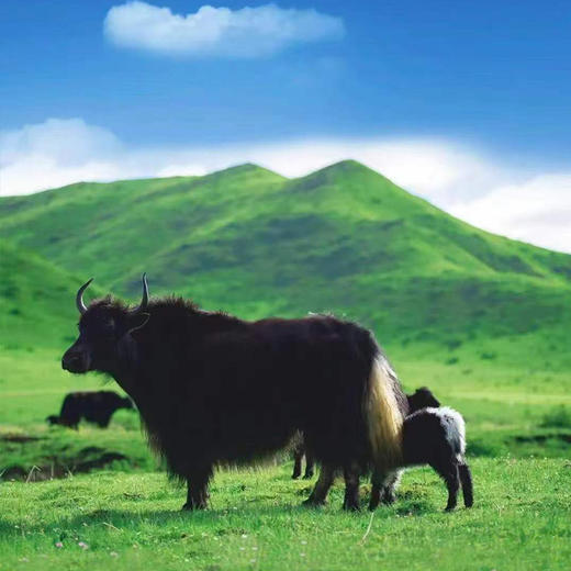 红原有机牦牛奶粉 （袋装新包装）吃百花草，牦牛奶营养更高 自由觅食200余种高原青草 牦牛无需饲料 与850余种野生药用植物共生 商品图8